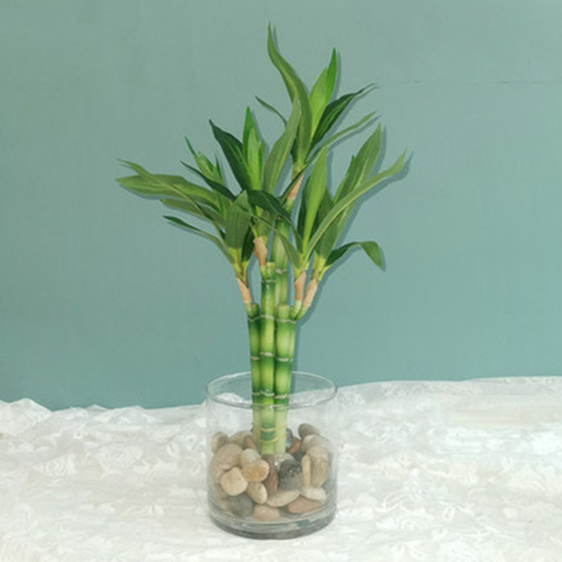 New 40cm Artificial Lucky Bamb - Aquarium Fish Names 评论和价格