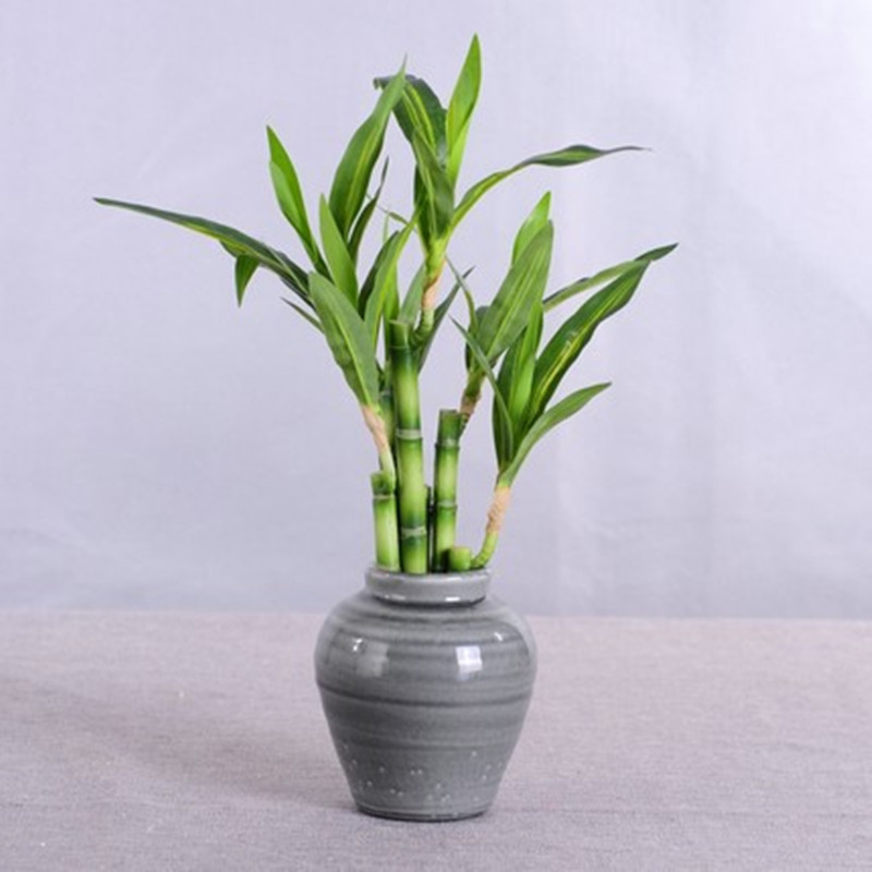 New 40cm Artificial Lucky Bamb - Aquarium Fish Names 评论和价格