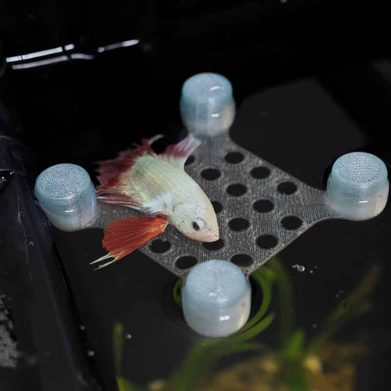 Betta Fish Rest Bed Suction Cu - Aquarium Fish Escape 评论和价格